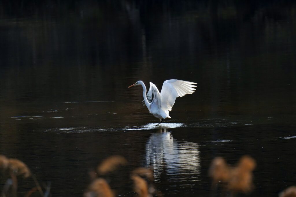 common heron, new, birds-7508950.jpg
