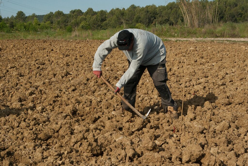 farmer, plantation, manual work, winegrower, vine, farmer, farmer, farmer, farmer, farmer-1367104.jpg