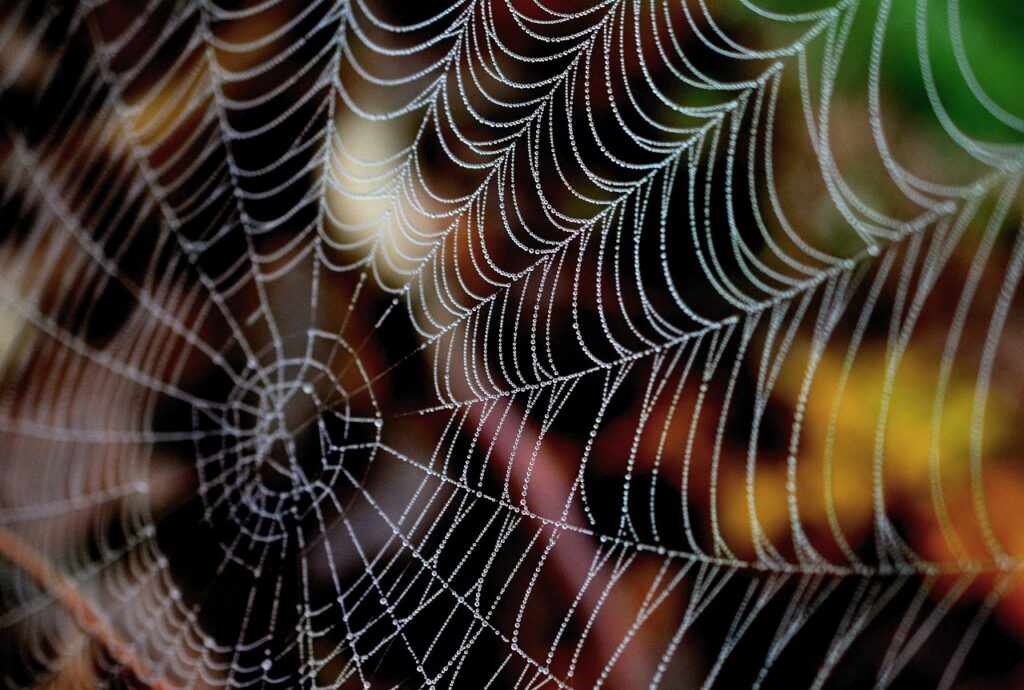 spider web, dewdrop, web-3814846.jpg